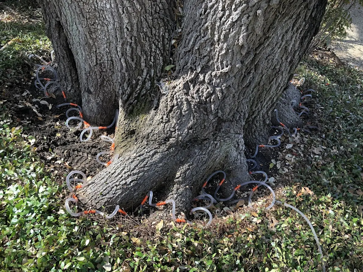 Detailed Tree Cabling and Bracing job site in Great Neck