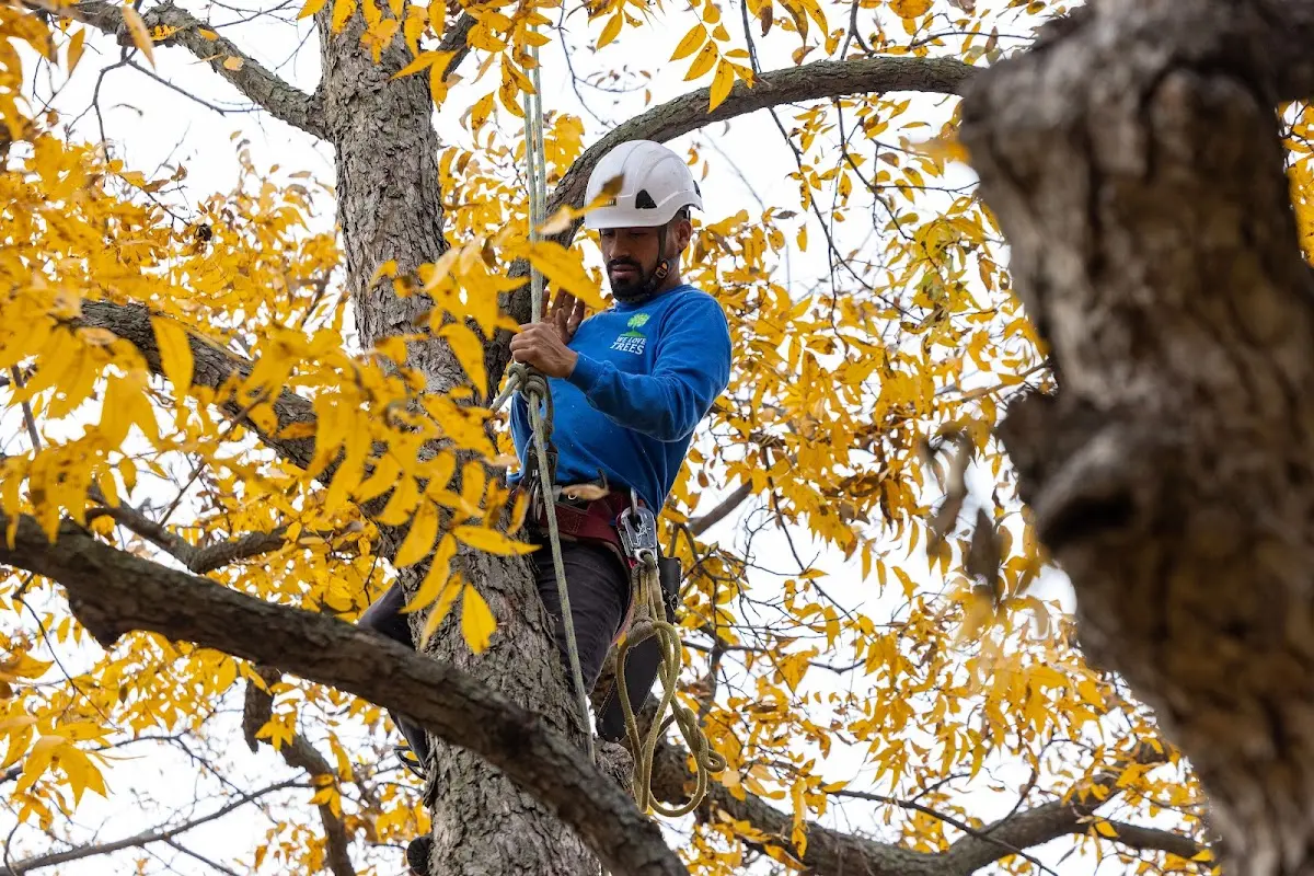 Skilled Tree Planting crew working in Great Neck